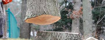 Reliable Keno, OR Tree Care Solutions
